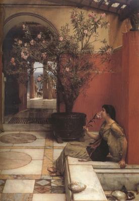 Alma-Tadema, Sir Lawrence An Oleander (mk23) Norge oil painting art